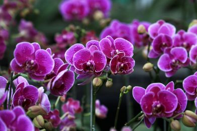 Nahaufnahme von leuchtend pinkfarbenen Orchideen in voller Blüte im Freien, die ihre Schön