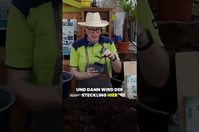 So vermehren Sie Ihre Hortensien einfach und effektiv!