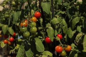 Darf man Tomatenpflanzen kappen?