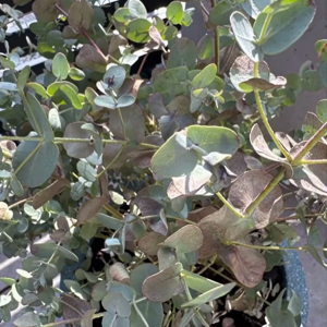 Eukalyptus sieht nach dem Winter schlecht aus!
