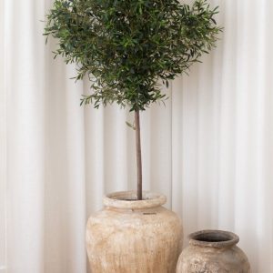 Olivenbaum gesund erhalten