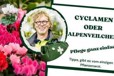 Alpenveilchen pflegen, so klappt es