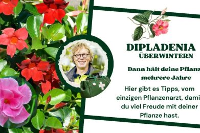 dipladenia überwintern