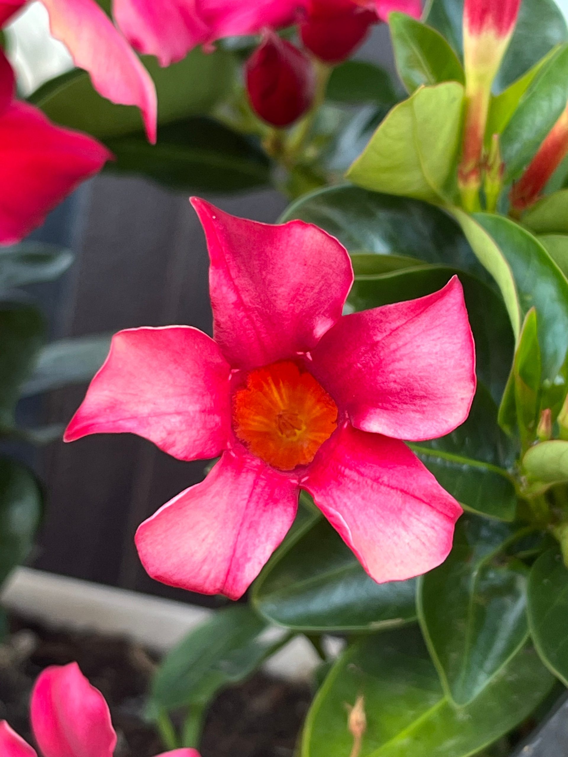 dipladenia überwintern