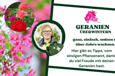 Geranien überwintern