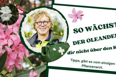 Oleander zurückschneiden: Tipp vom Pflanzenarzt