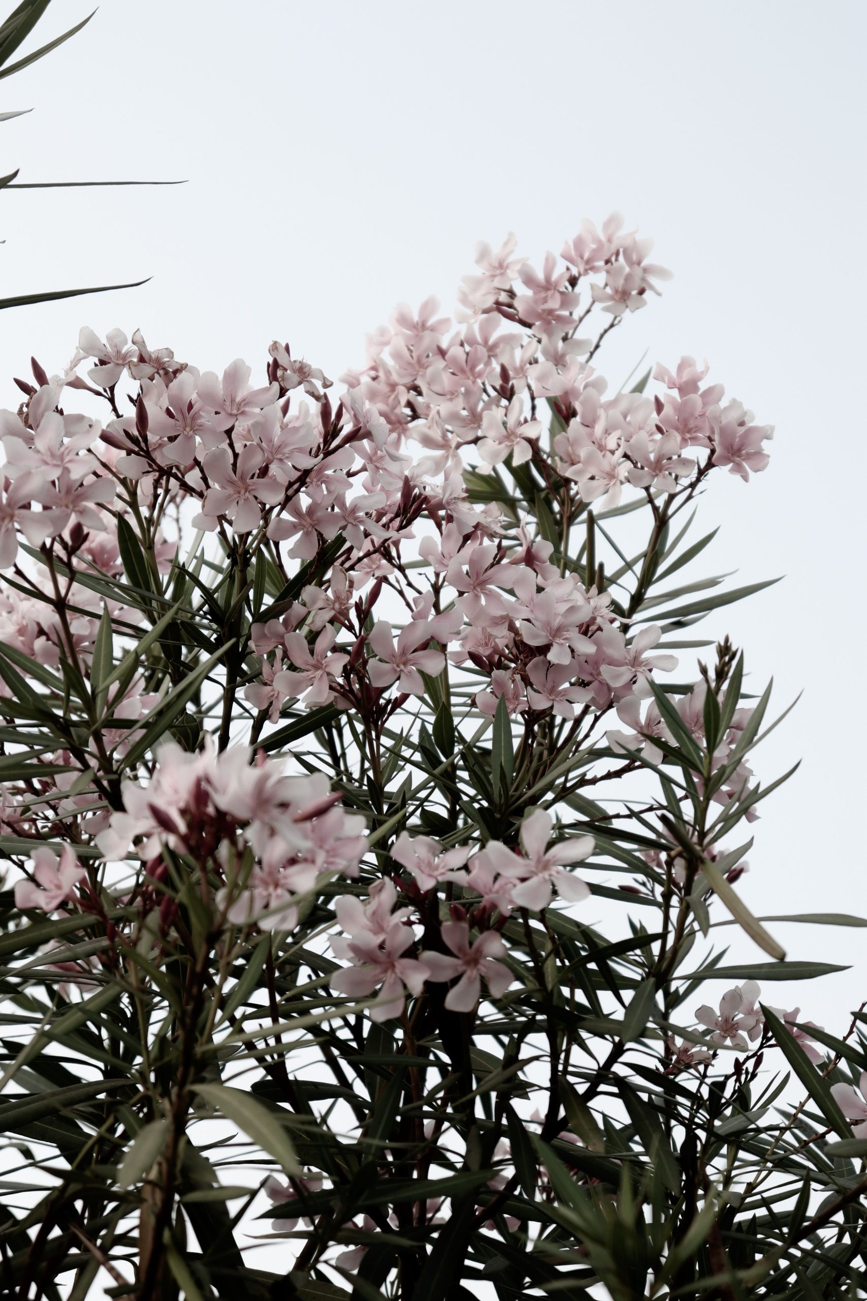 Oleander zurückschneiden: Tipp vom Pflanzenarzt