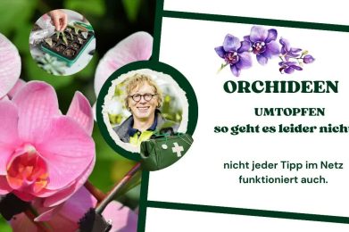 Orchideen vermehren