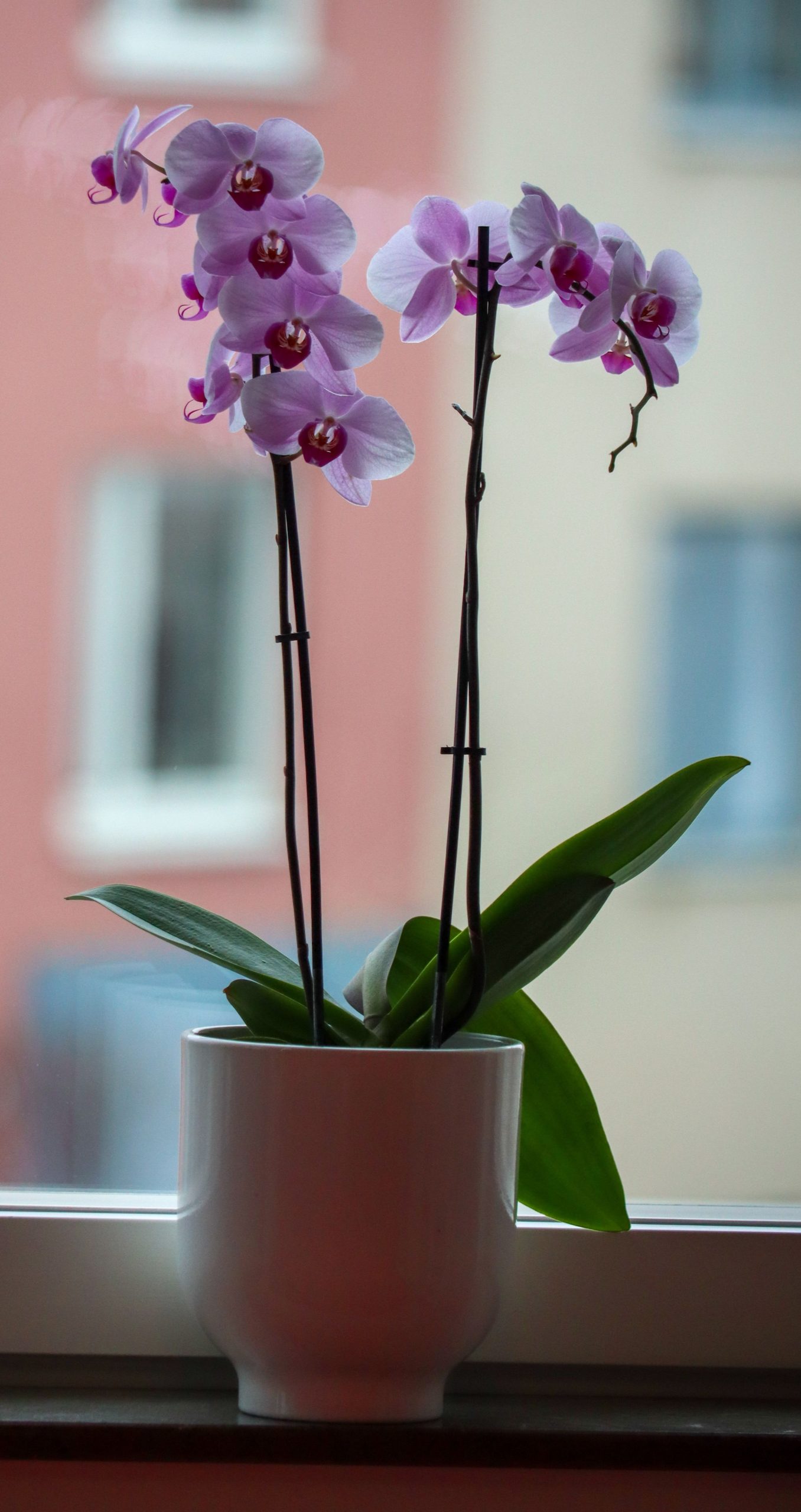 Orchideen vermehren