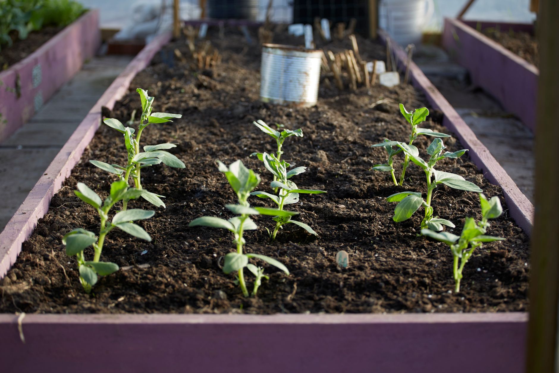 Hochbeet im Spätsommer – So füllst und bepflanzt du es optimal