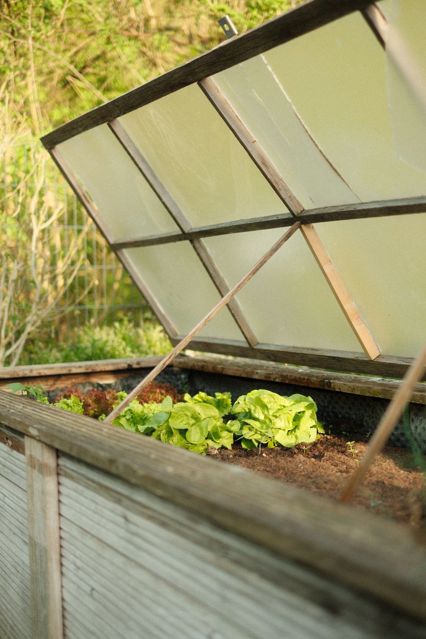 Salatpflanzen gedeihen in einem Hochbeet im Freien an einem sonnigen Tag.