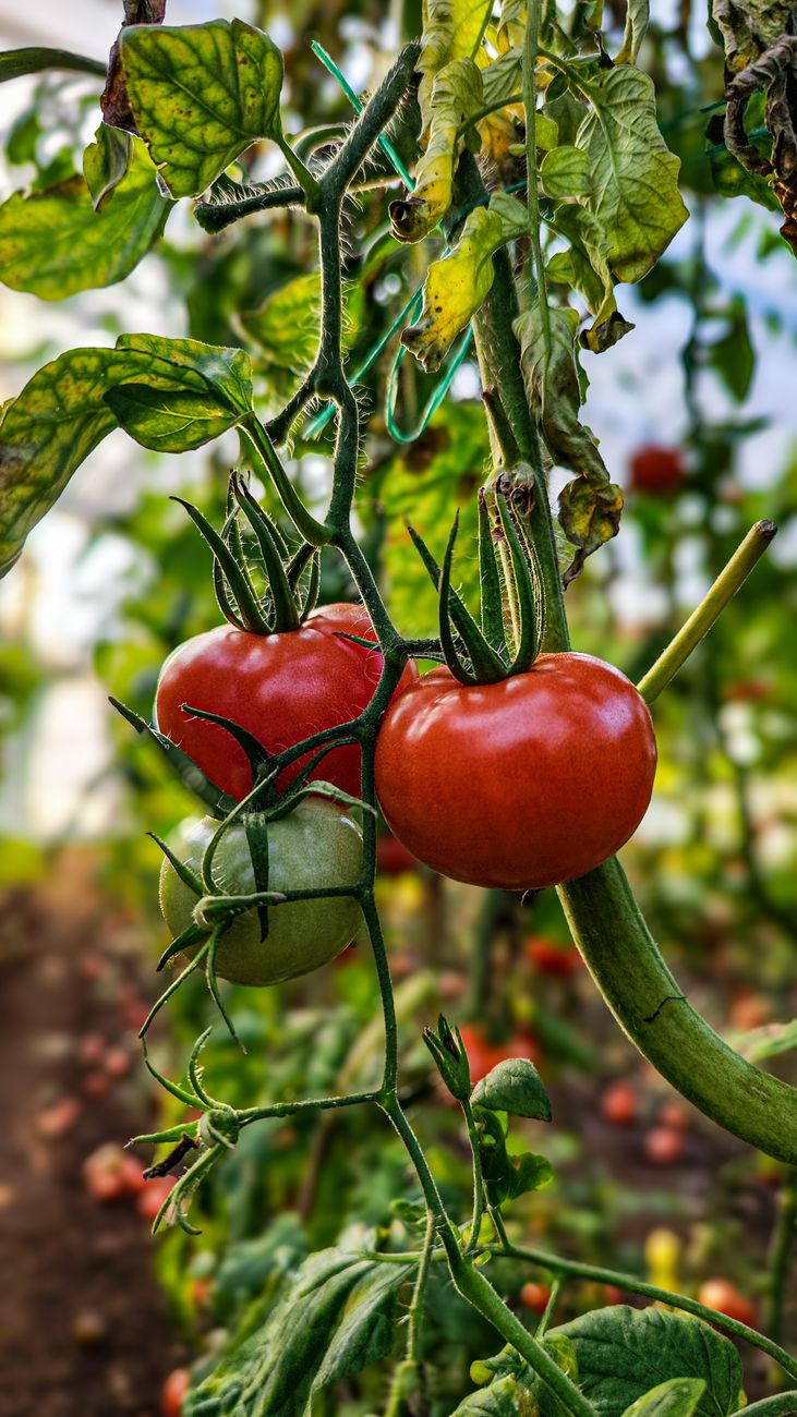 Lebendige reife rote und grüne Tomaten an der Rebe in einem Garten.