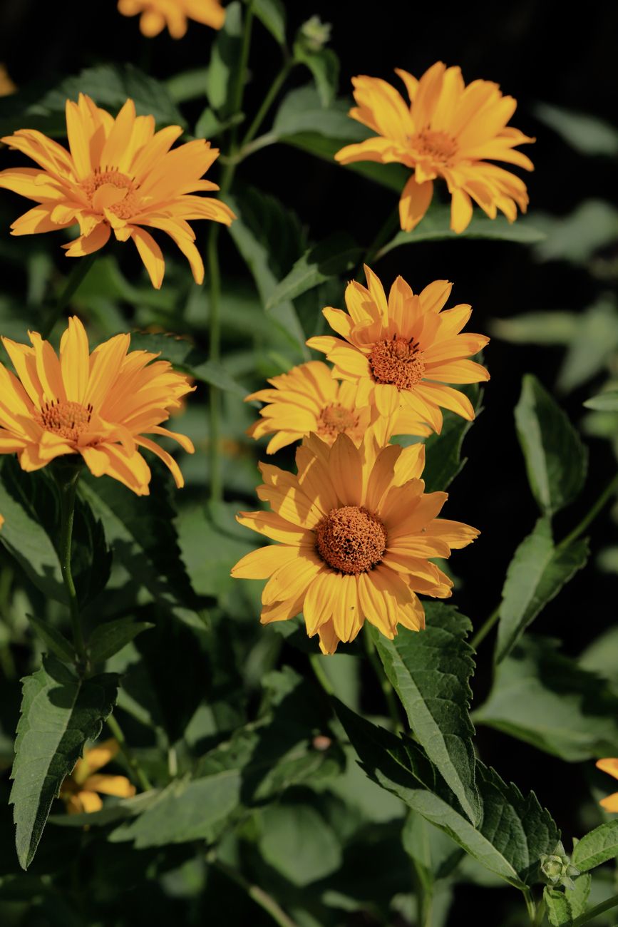 Leuchtend gelbe Gänseblümchen in voller Blüte, die die lebendige Schönheit des Sommers in