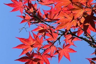 Leuchtend rote Ahornblätter vor klarem, blauem Himmel bilden einen atemberaubenden Kontras