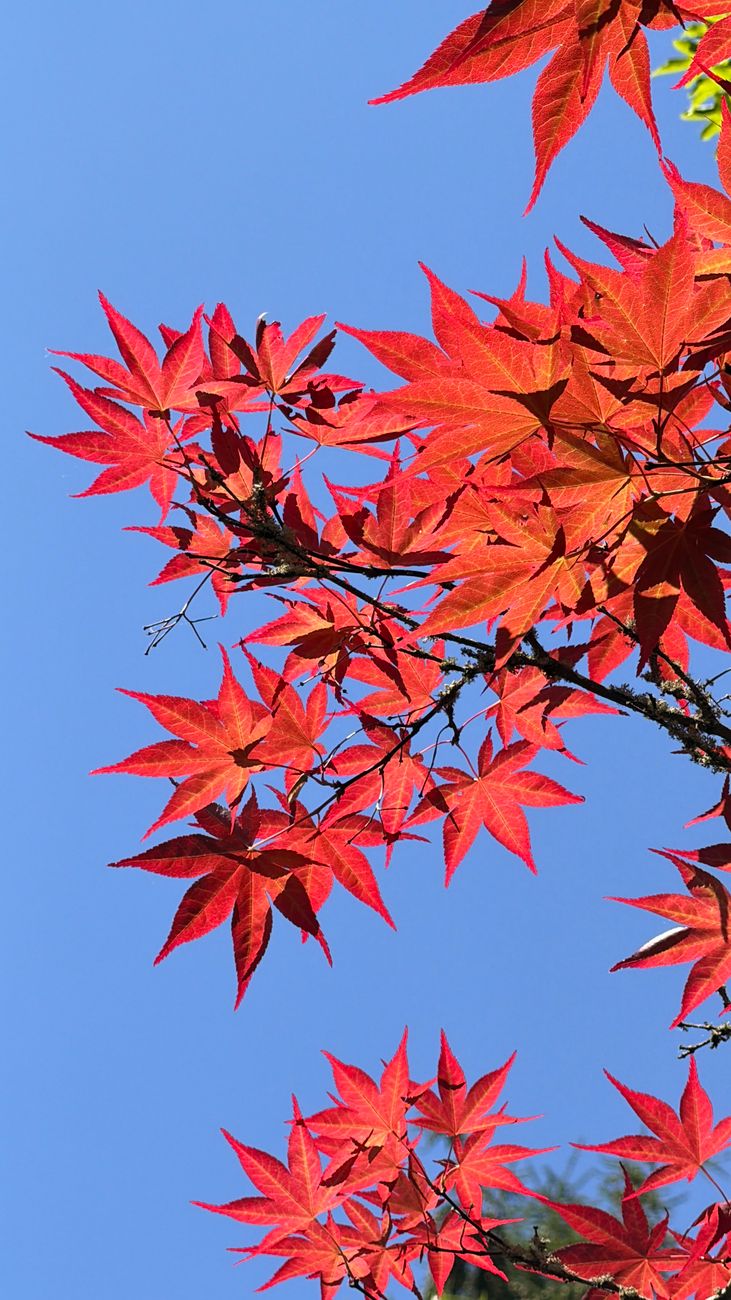 Leuchtend rote Ahornblätter vor klarem, blauem Himmel bilden einen atemberaubenden Kontras