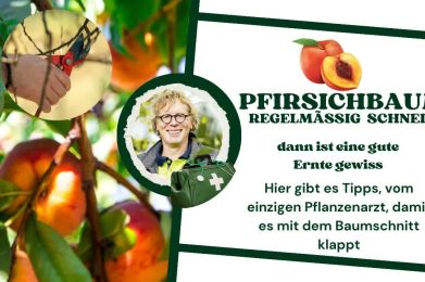 Pfirsich schneiden