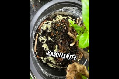 Schimmel auf der Blumenerde #pflanzenarzt #gartenfreunde #urbanjungle #tipp #schimmel #blumenerde