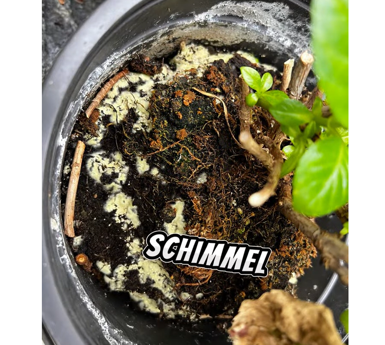 Schimmel auf der Blumenerde #pflanzenarzt #gartenfreunde #urbanjungle #tipp #schimmel #blumenerde