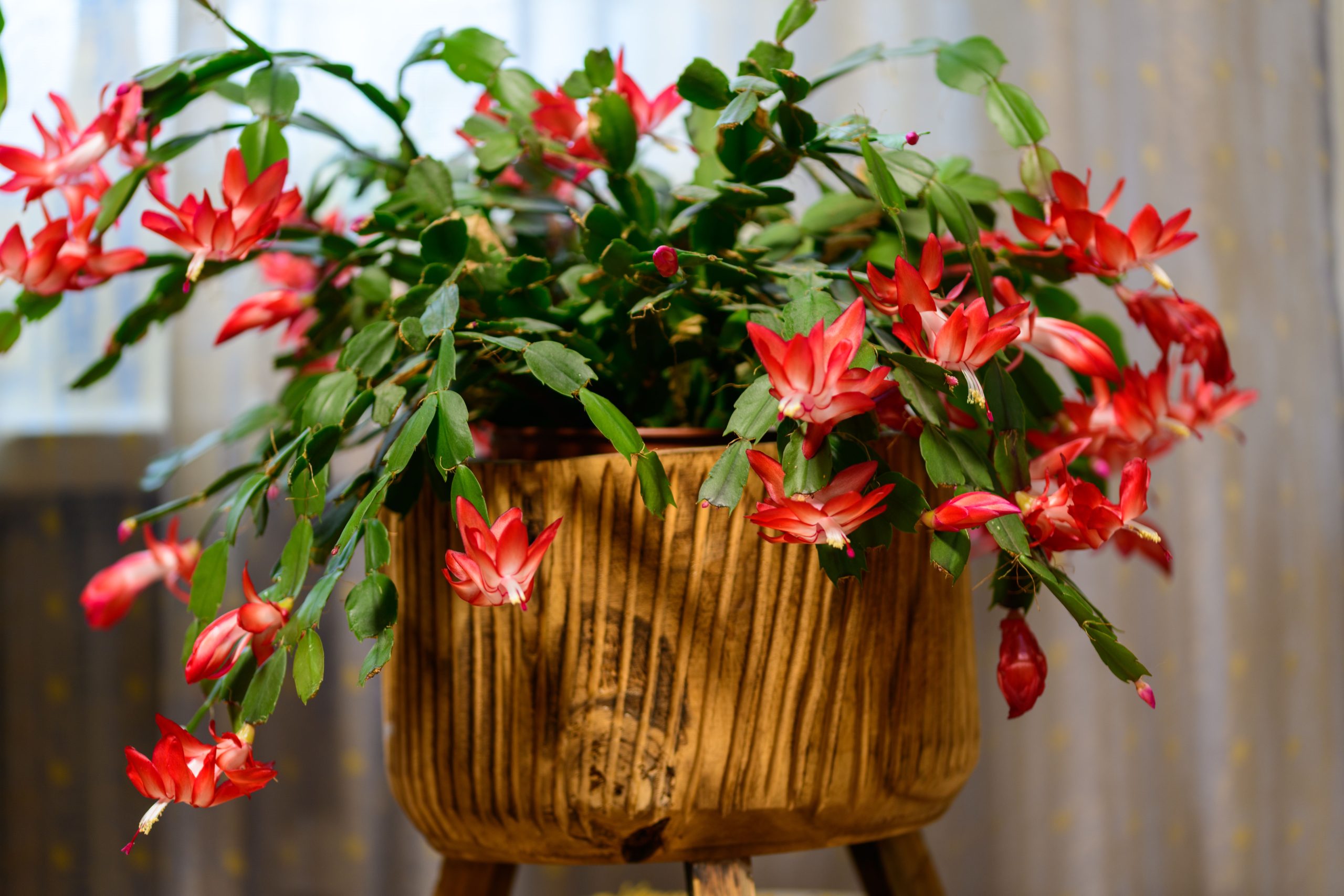 Schlumbergera oder Weihnachtskaktus eine pflegeleichte Zimmerpflanze.