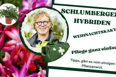 Schlumbergera oder Weihnachtskaktus eine pflegeleichte Zimmerpflanze.