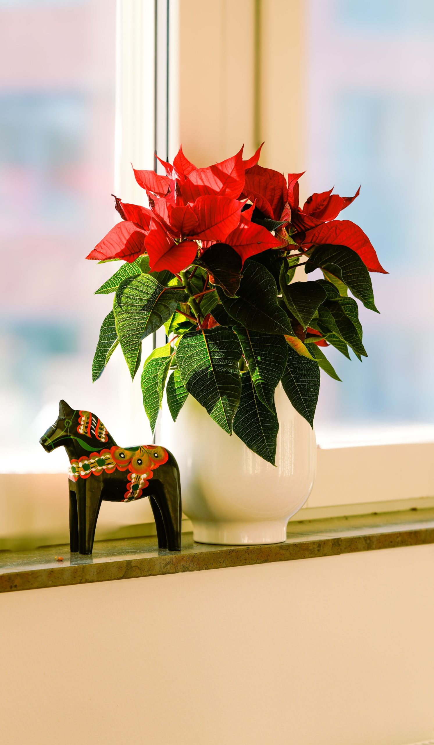 So überlebt dein Weihnachtsstern