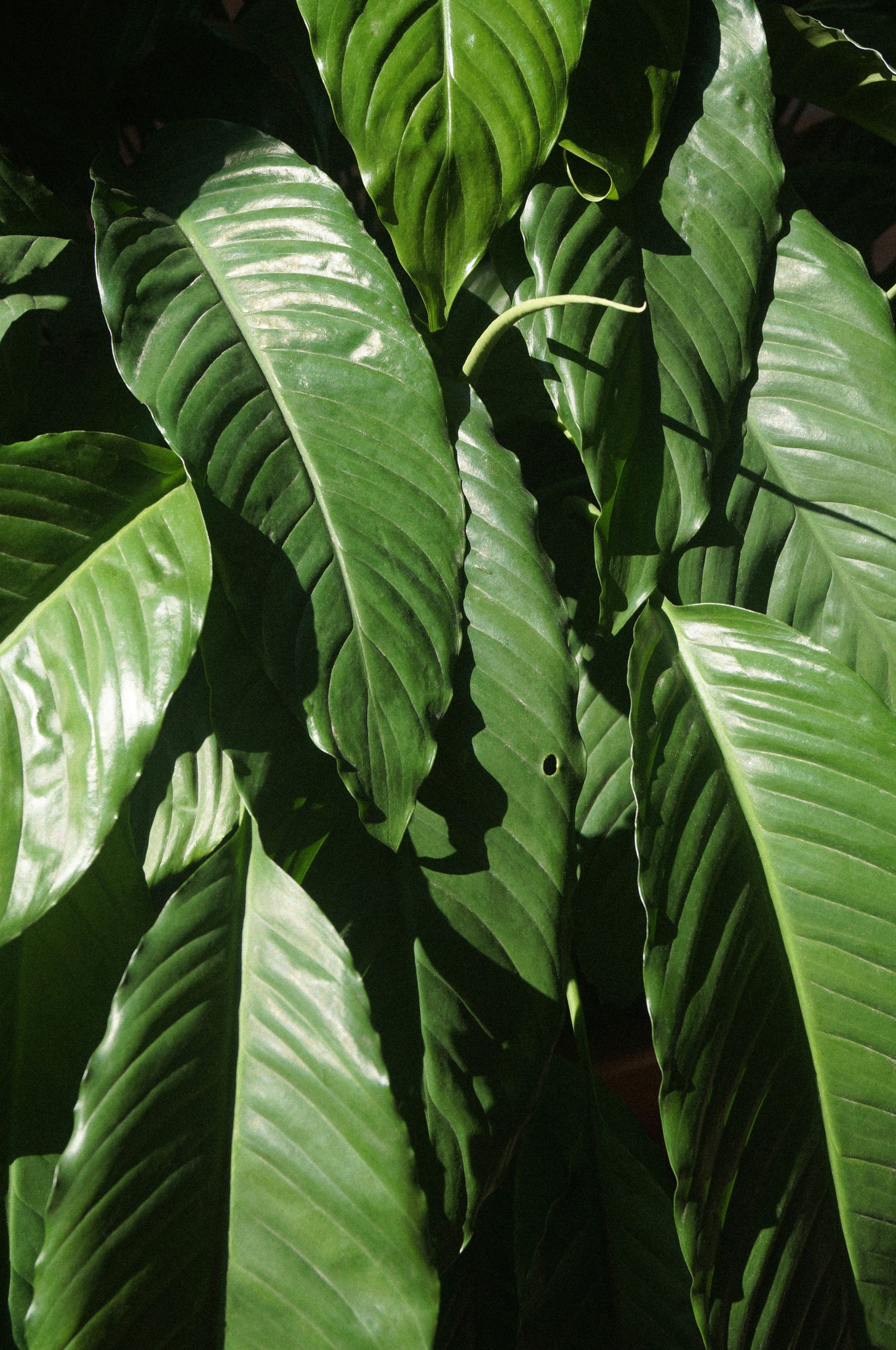 Spathiphyllum oder Einblatt.