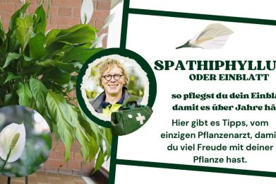 Spathiphyllum oder Einblatt.