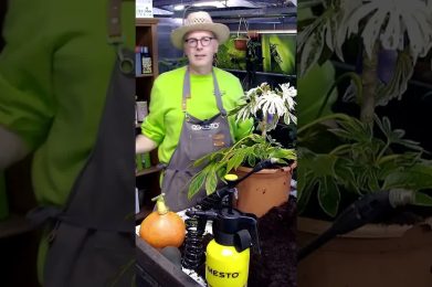 Warum darf ich die Oliven an meinem Baum nicht essen ? #pflanzenliebe #biopflanzen #gardening