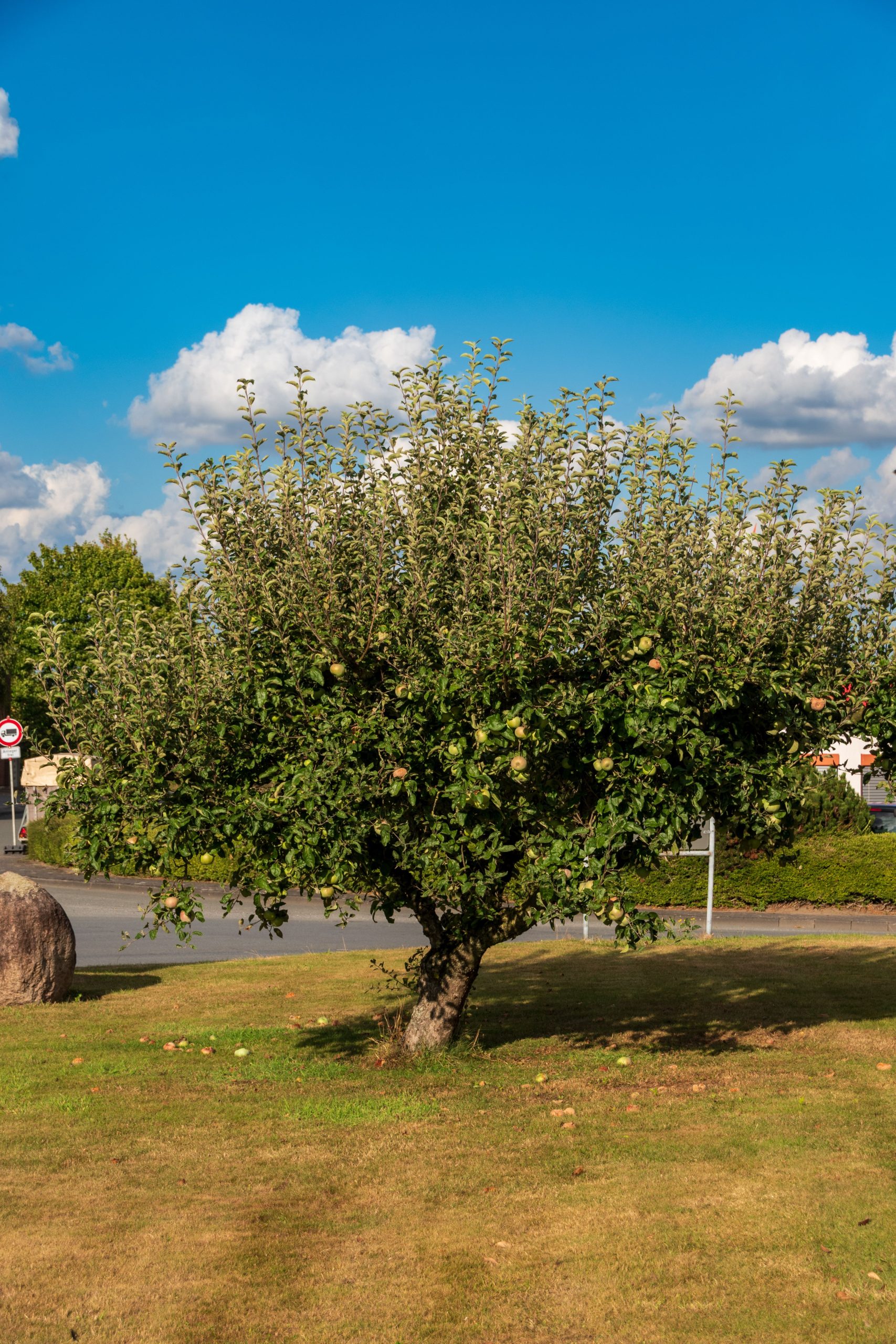Wassertriebe am Apfelbaum
