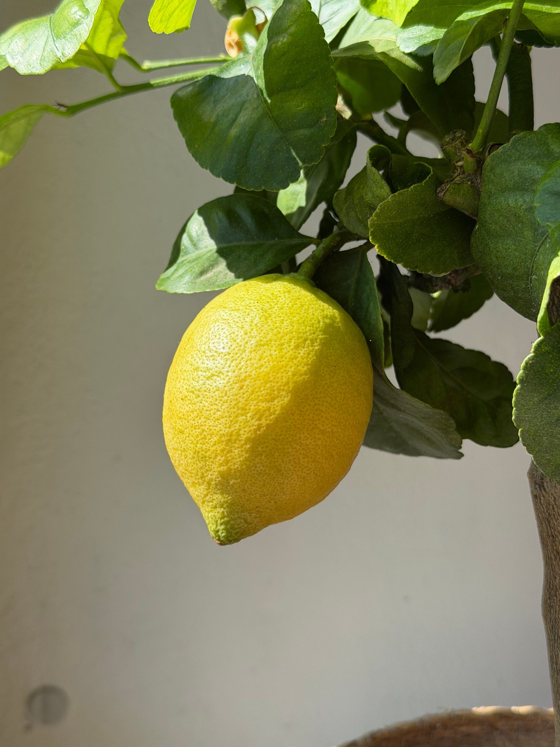 Zitronen 🍋 So pflegst du sie richtig!