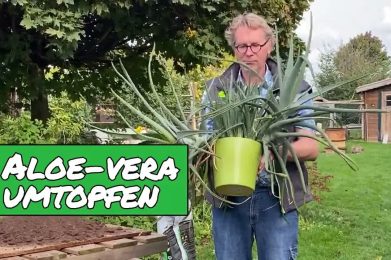 Aloe Vera umtopfen und vermehren.