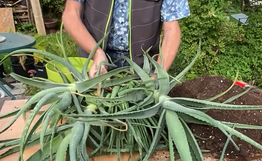 Aloe Vera umtopfen und vermehren.