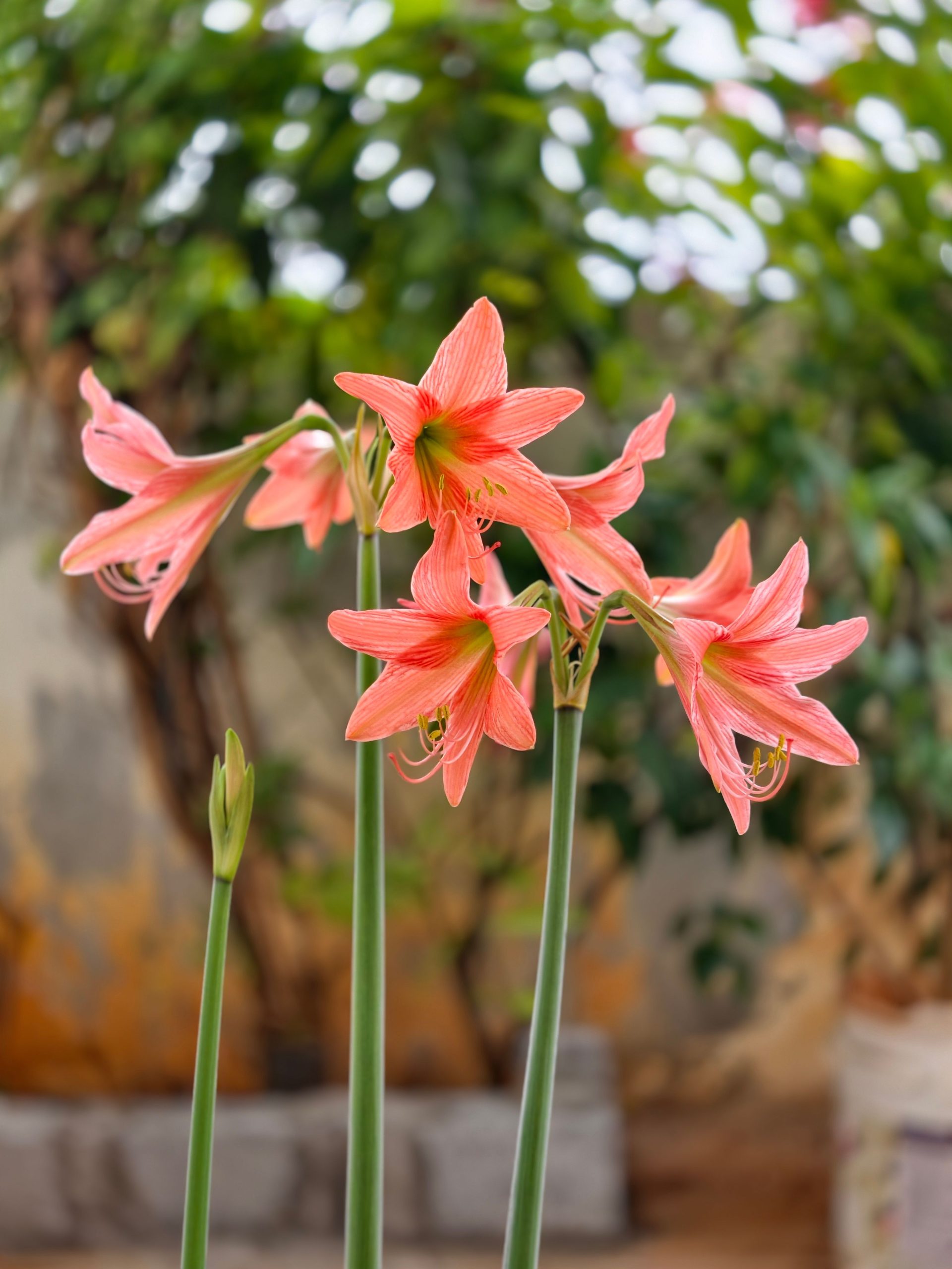 Amaryllis verblüht, was ist zu tun?