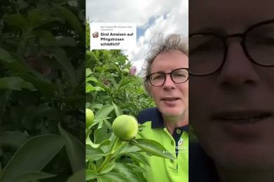 Ameisen auf Pfingstrosen