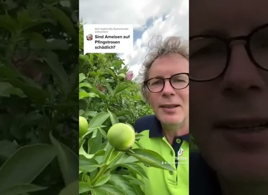 Ameisen auf Pfingstrosen
