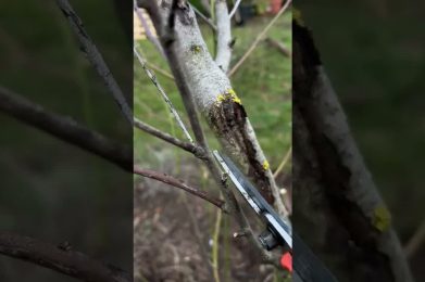 Baumschnitt im Frühjahr