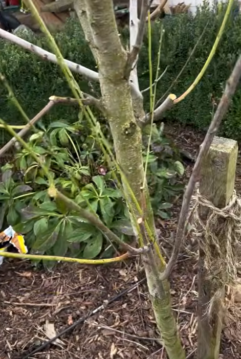 Baumschnitt im Frühjahr