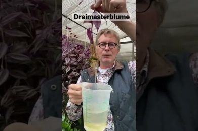 Die Dreimasterblume oder auch Tradescantia