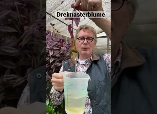 Die Dreimasterblume oder auch Tradescantia