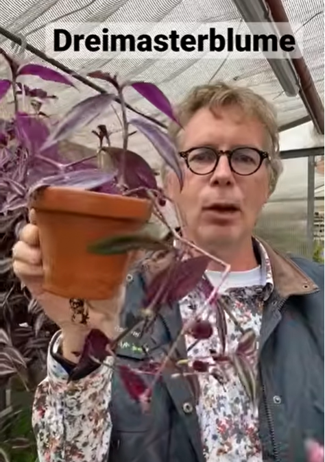 Die Dreimasterblume oder auch Tradescantia