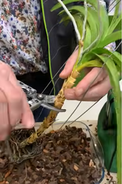 Die Orchidee Vanda wieder zum Blühen bringen.