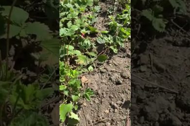 Erdbeeren pflegen