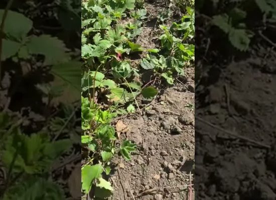 Erdbeeren pflegen