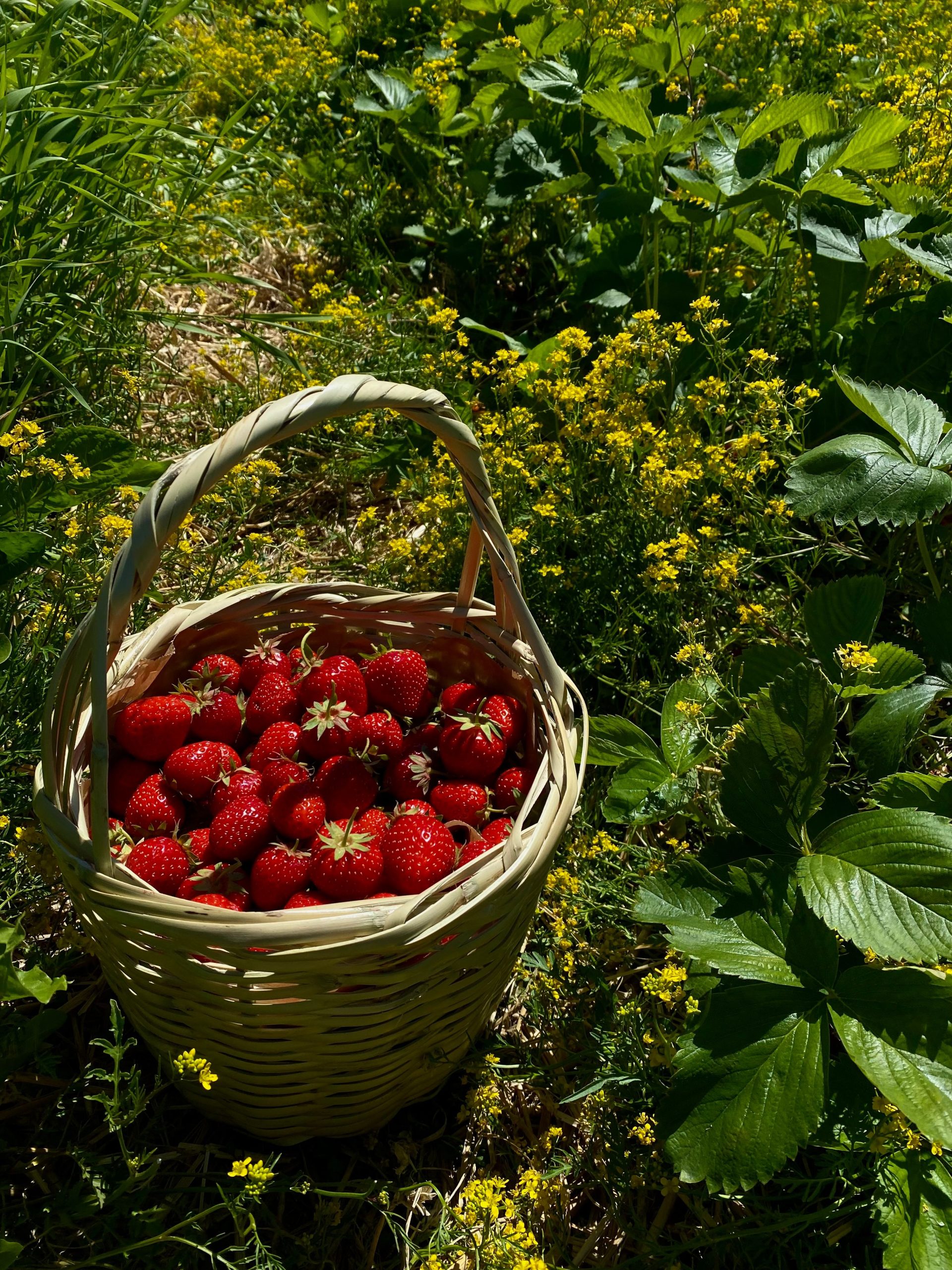 Erdbeeren pflegen