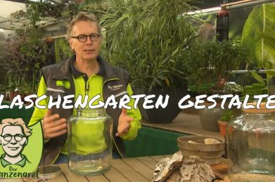 Flaschengarten selbst bepflanzen.