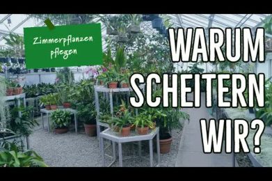 Glückliche Zimmerpflanzen, glückliche Menschen