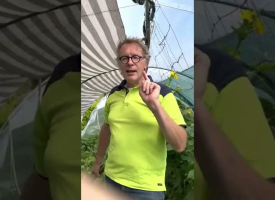 Gurken jetzt auf Krankheiten kontrollieren.