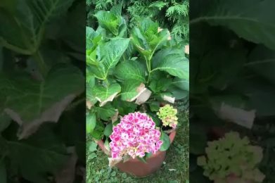 Hitzeschaden Hortensie