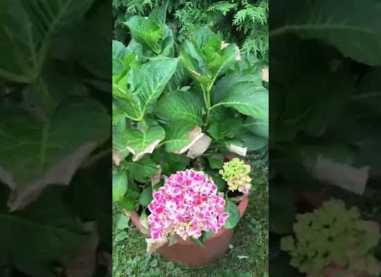Hitzeschaden Hortensie