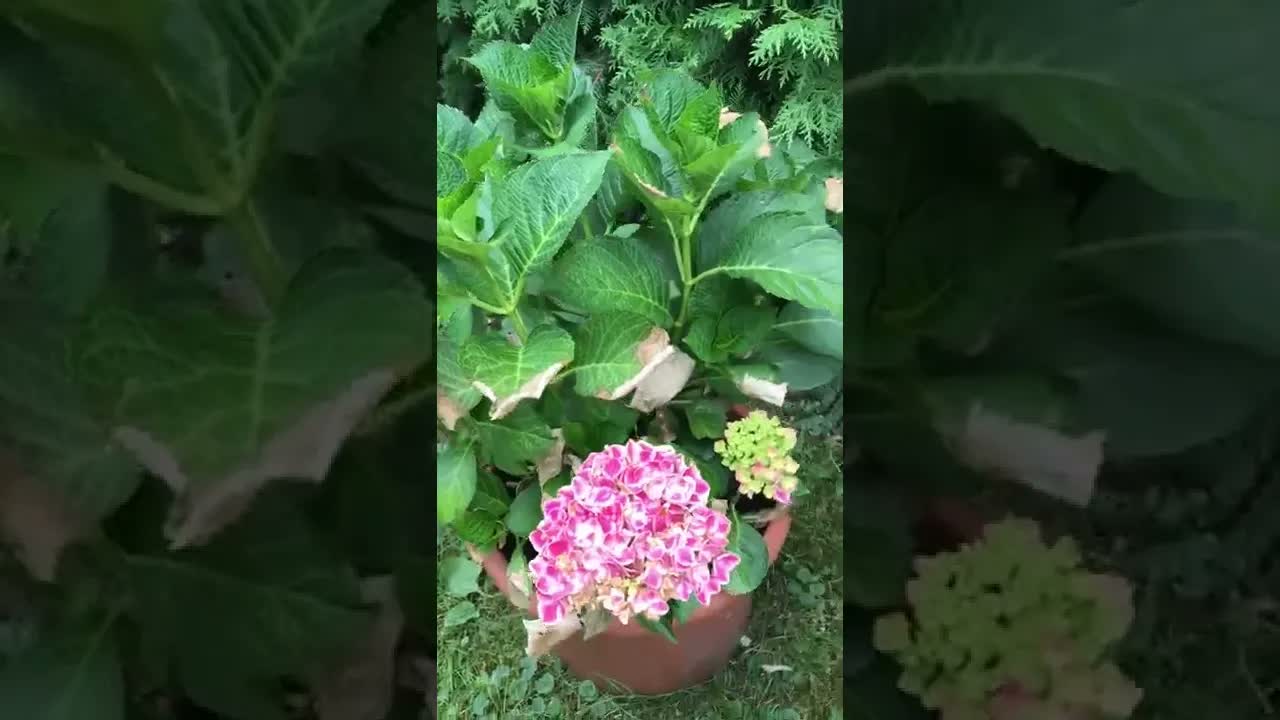 Hitzeschaden Hortensie